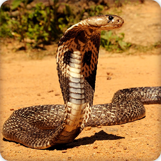 King Cobra Snake Wallpapers HD