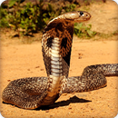 King Cobra Snake Wallpapers HD APK