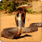 King Cobra Snake Wallpapers HD icono