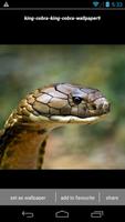 King Cobra Snake Wallpapers HD スクリーンショット 3