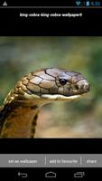 King Cobra Snake Wallpapers HD captura de pantalla 3