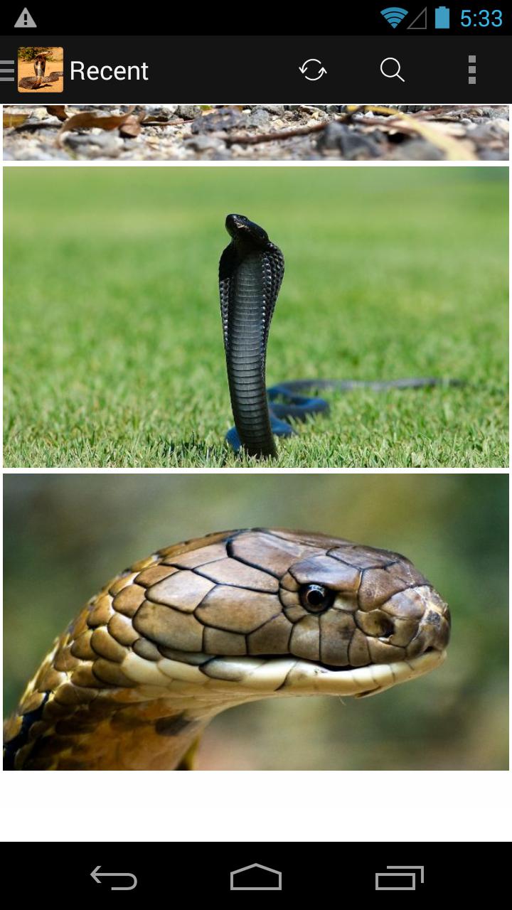 cobra - Google zoeken  King cobra snake, Cobra snake, King cobra