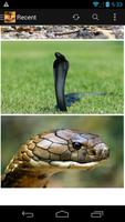 King Cobra Snake Wallpapers HD captura de pantalla 1