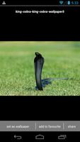 King Cobra Snake Wallpapers HD screenshot 2