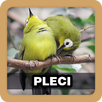 Kicau Burung Pleci Pilihan APK