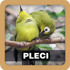 Kicau Burung Pleci Pilihan icône