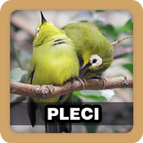 Kicau Burung Pleci Pilihan Zeichen