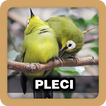 Kicau Burung Pleci Pilihan