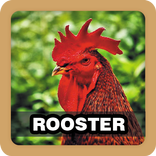 Chicken Rooster Sound Ringtone