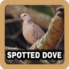 Spotted Dove Sounds Ringtone icône