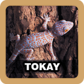 Tokay Sound Effect