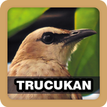 Kicau Burung Trucukan Pilihan