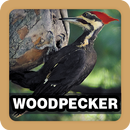 Woodpecker Bird Sounds Ringtone APK