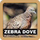 Zebradove Sounds Ringtone أيقونة