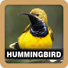 Hummingbird Sound Ringtone icône