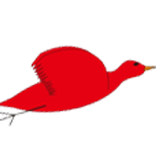 Red Bird