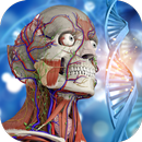 Anatomy Learning - 3D Atlas Quiz APK