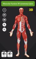 Muscular System 3D (anatomy) Quiz Affiche