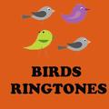 Birds Ringtones