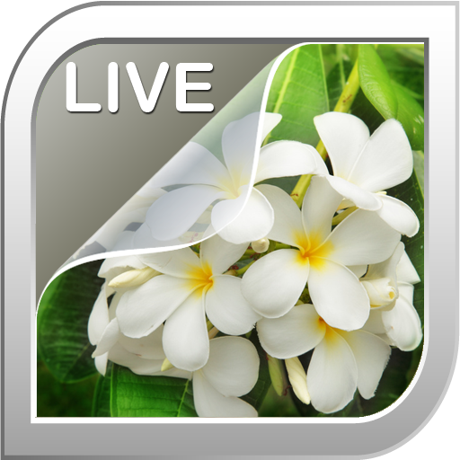 Jasmine Live Wallpaper