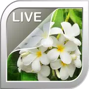 Jasmine Live Wallpaper
