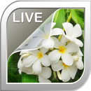 Jasmine Live Wallpaper APK