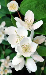 ジャスミンライブ壁紙 アプリダウンロード