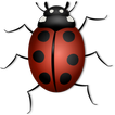 Bug Game