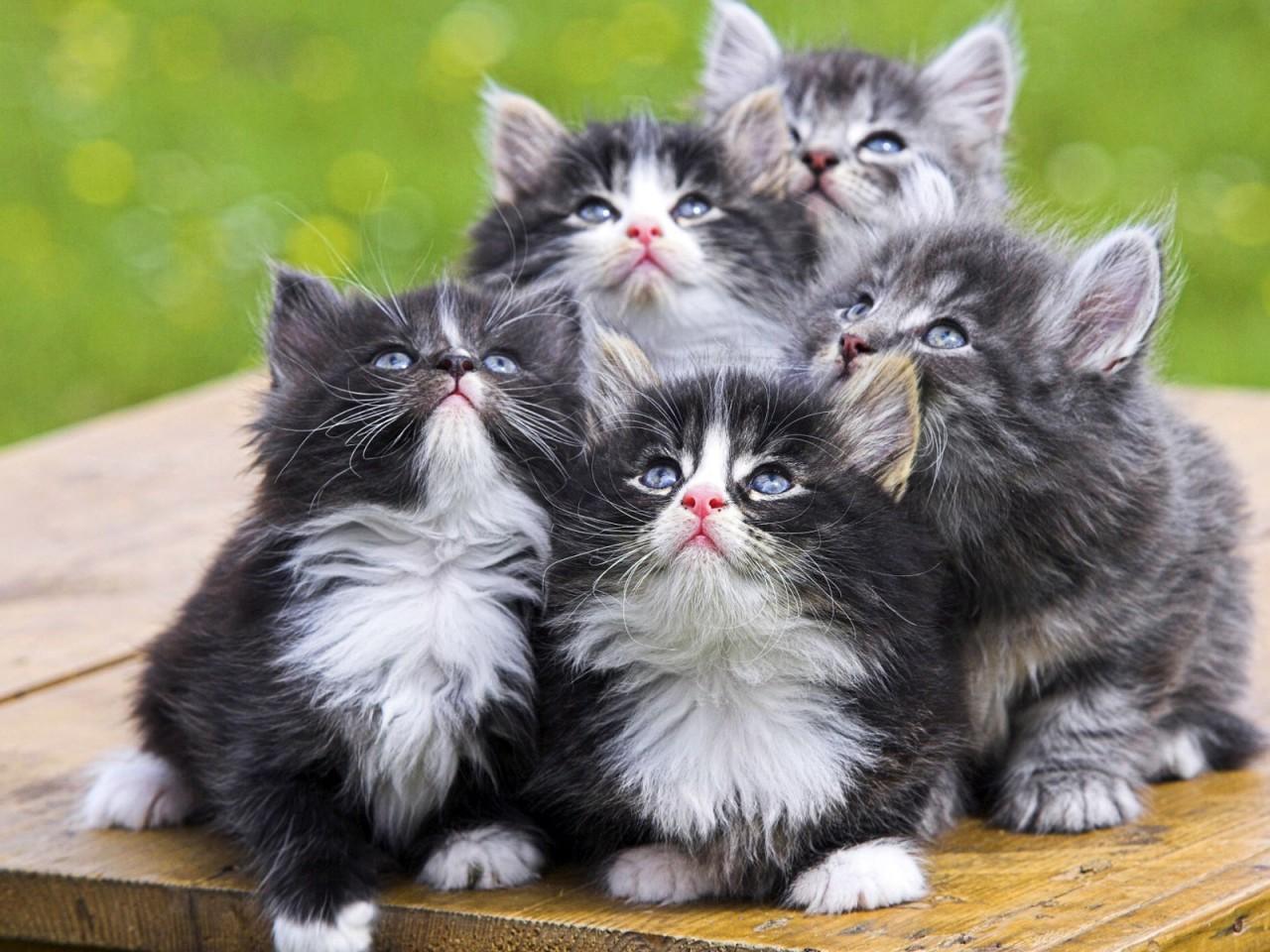 32 Jenis Kucing Di Dunia For Android Apk Download