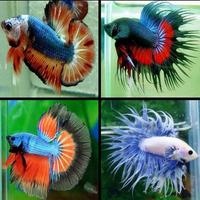 Jenis Ikan Cupang ảnh chụp màn hình 2