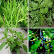 Type Familia plantas medicinal
