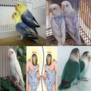 jenis warna Lovebird APK