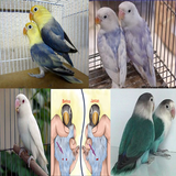 jenis warna Lovebird icon