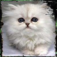 Cute Cat Expression poster