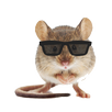 Tikus Kantor APK