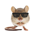 Tikus Kantor