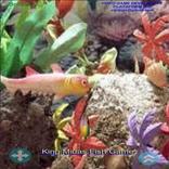 King Midas Fish Game