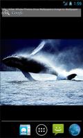 Whales Live Wallpaper Affiche