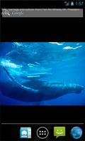 Whales Live Wallpaper ảnh chụp màn hình 1