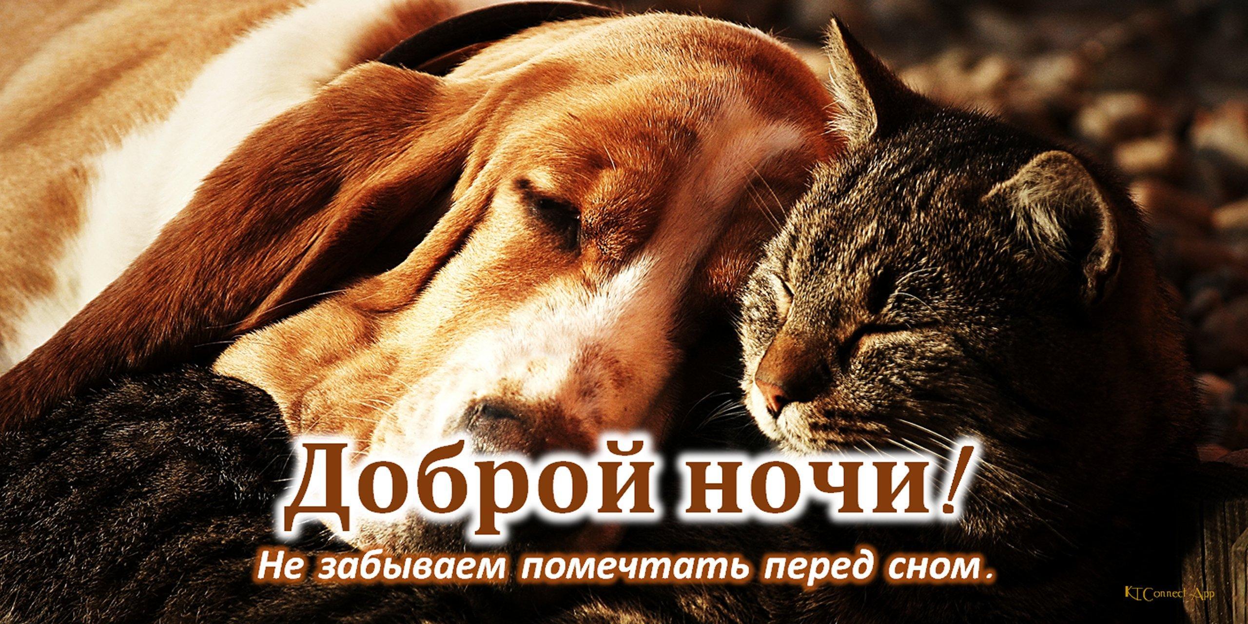 Не забудь помечтать перед сном