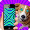 Hypnose réel pour les chiens