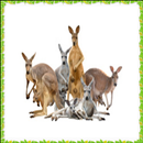 New Kangaroo Onet Connect Game APK