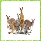 New Kangaroo Onet Connect Game icon