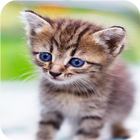 ikon صور قطط كيوت 2017 بدون انترنت