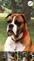 برنامه‌نما Boxer Dog Lock Screen عکس از صفحه