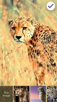 2 Schermata Cheetah Wild Cat  Lock Screen