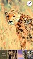 Cheetah Wild Cat  Lock Screen تصوير الشاشة 2