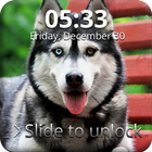 Siberian Husky Dog Lock Screen ícone