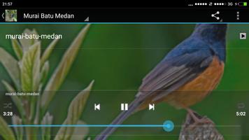 Kicau Burung Murai Batu screenshot 2