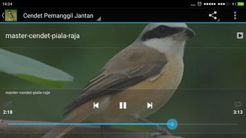 Full Kicau Burung Cendet captura de pantalla 2